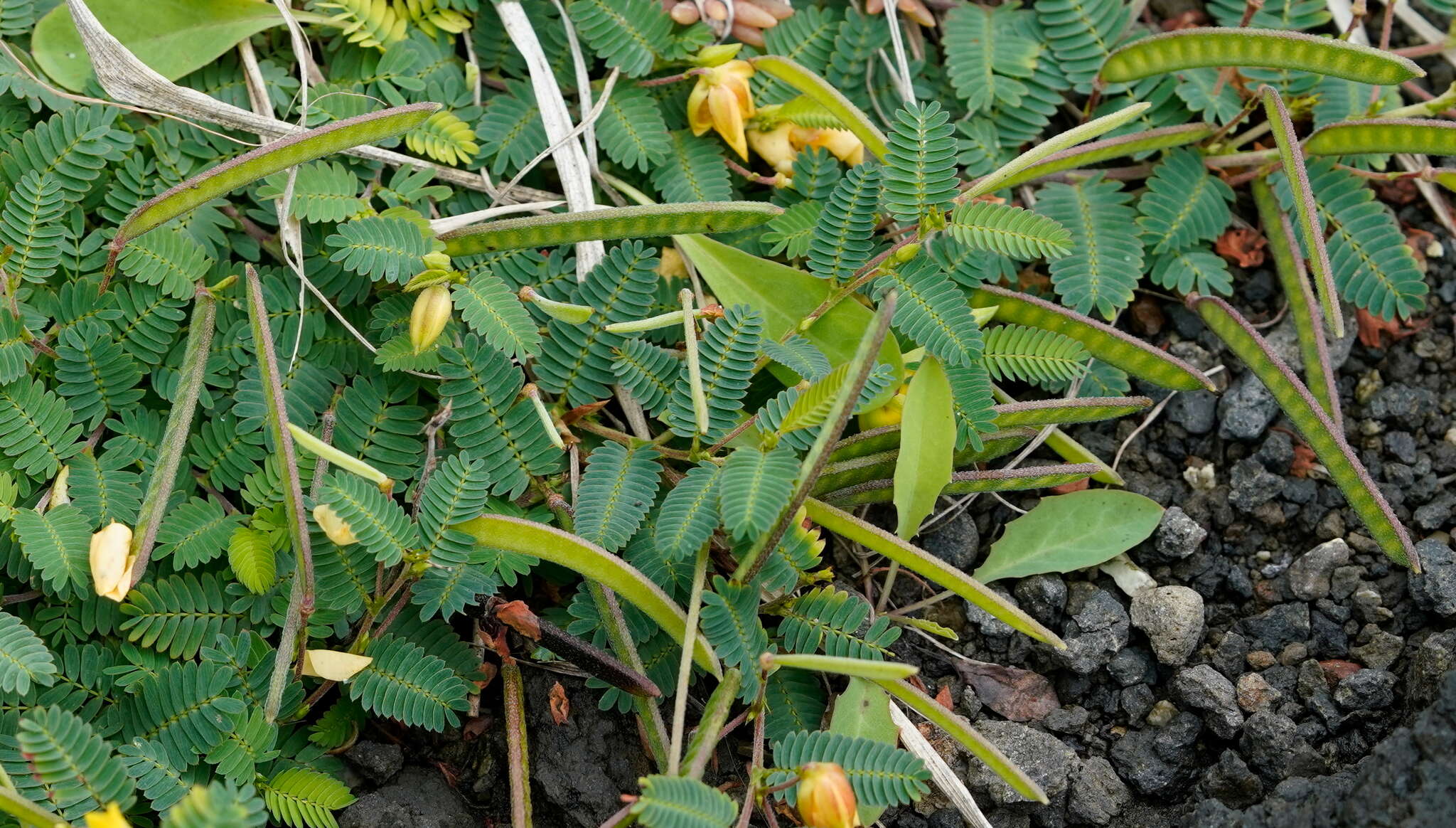 Image of Chamaecrista garambiensis (Hosok.) H. Ohashi, Tateishi & T. Nemoto