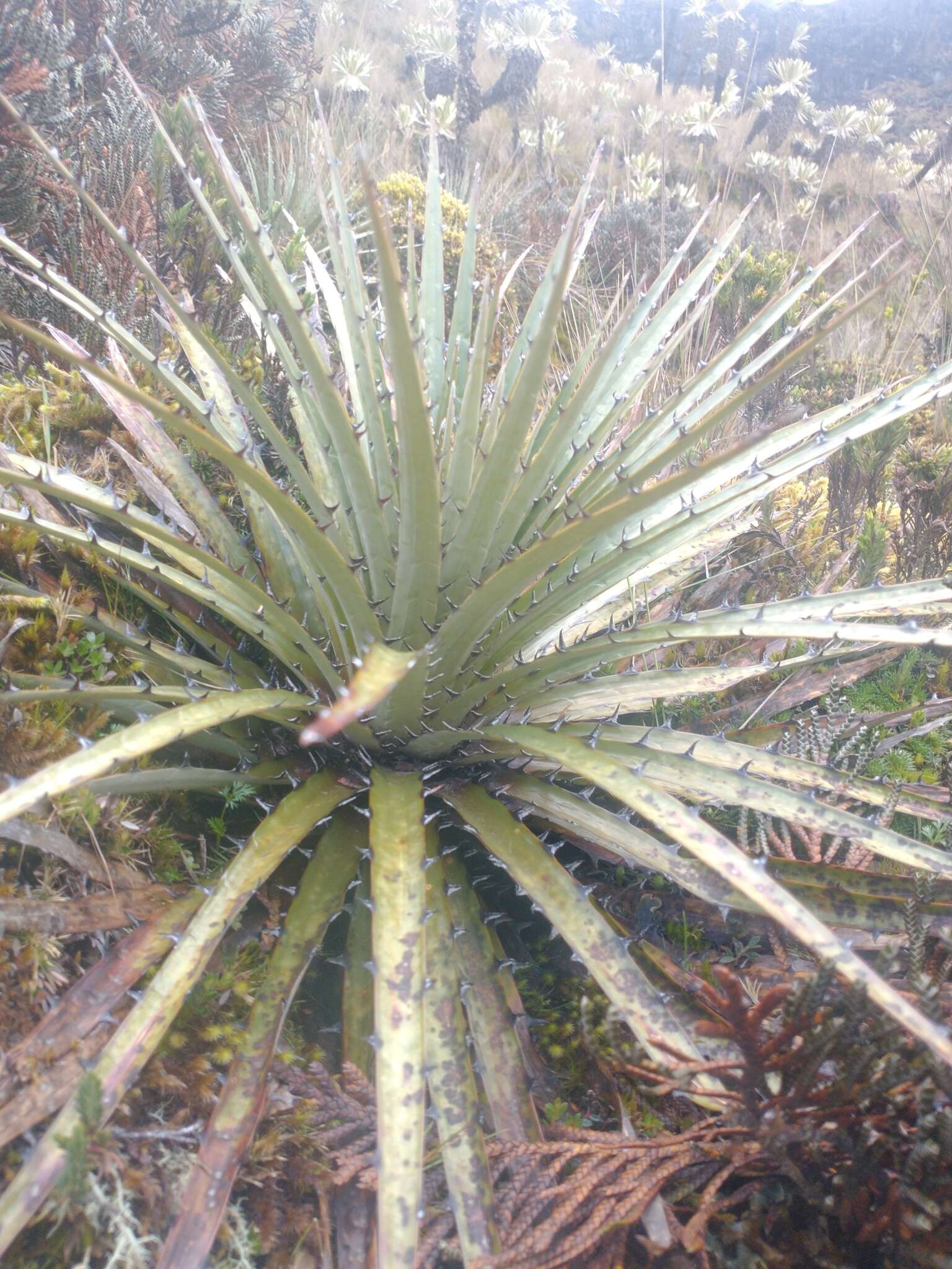 Image de Puya hamata L. B. Sm.