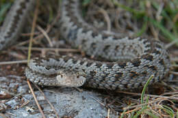 Plancia ëd Vipera ursinii ursinii (Bonaparte 1835)