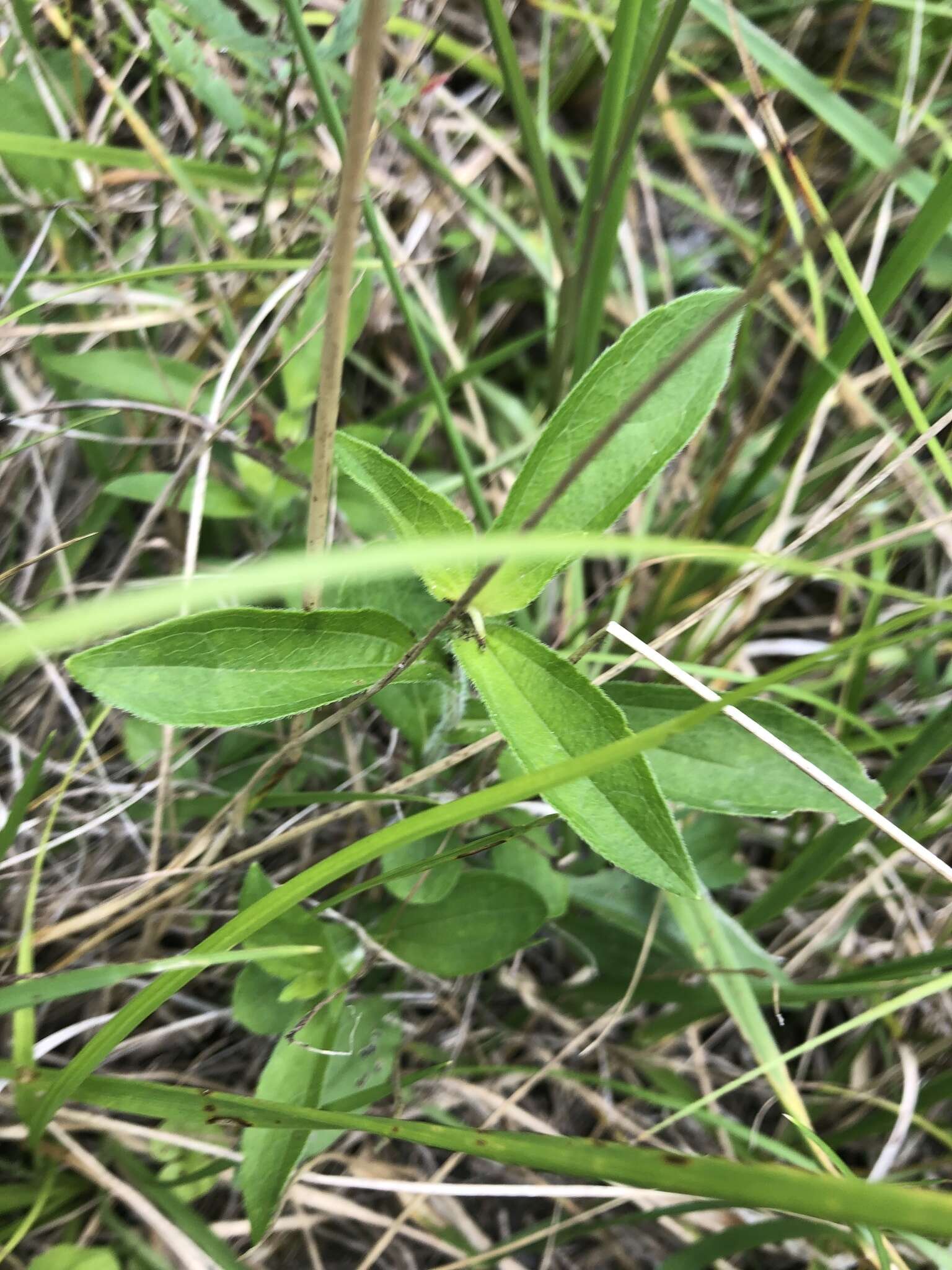 Image of Rudbeckia terranigrae