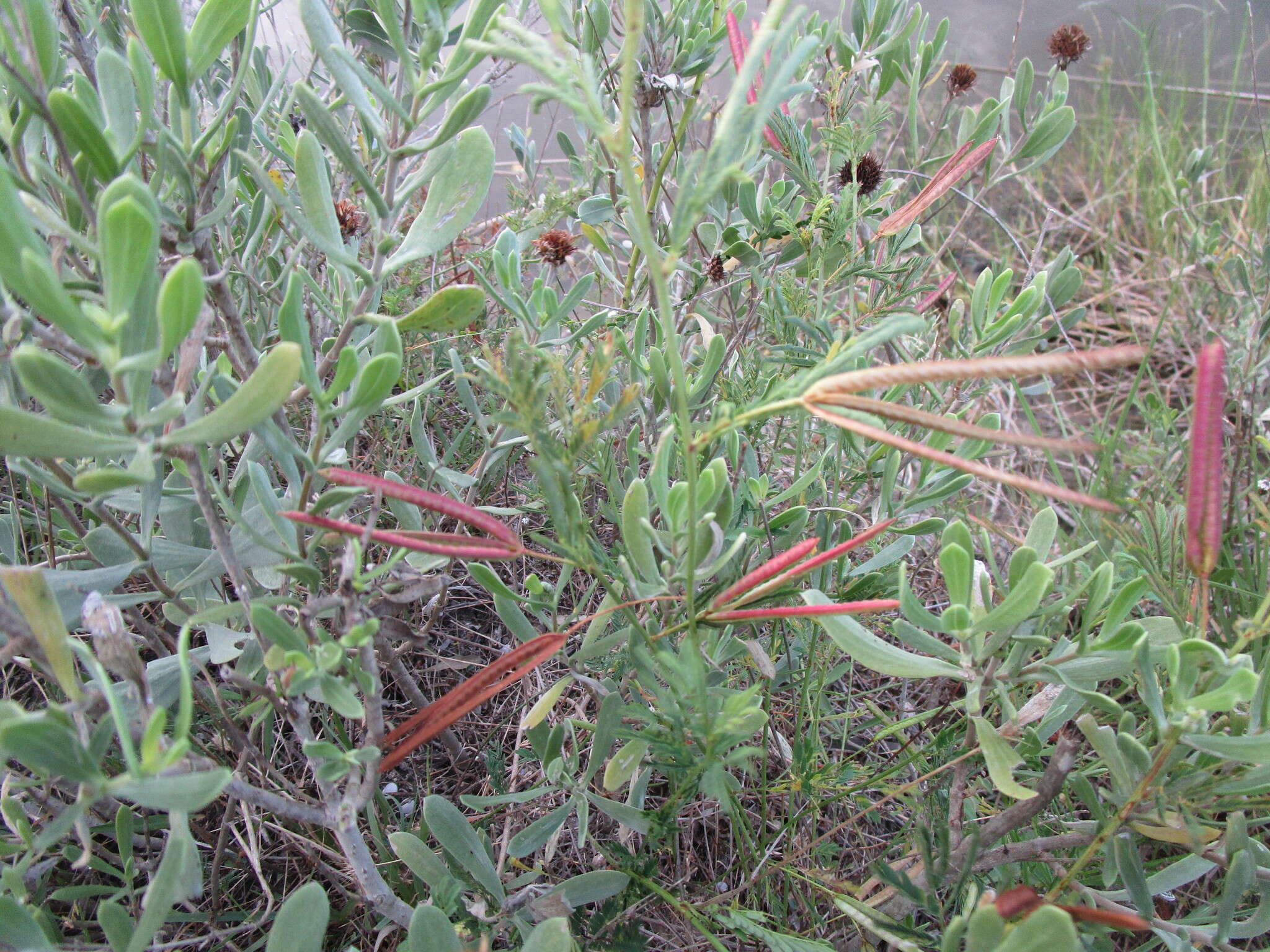 Imagem de Desmanthus virgatus (L.) Willd.