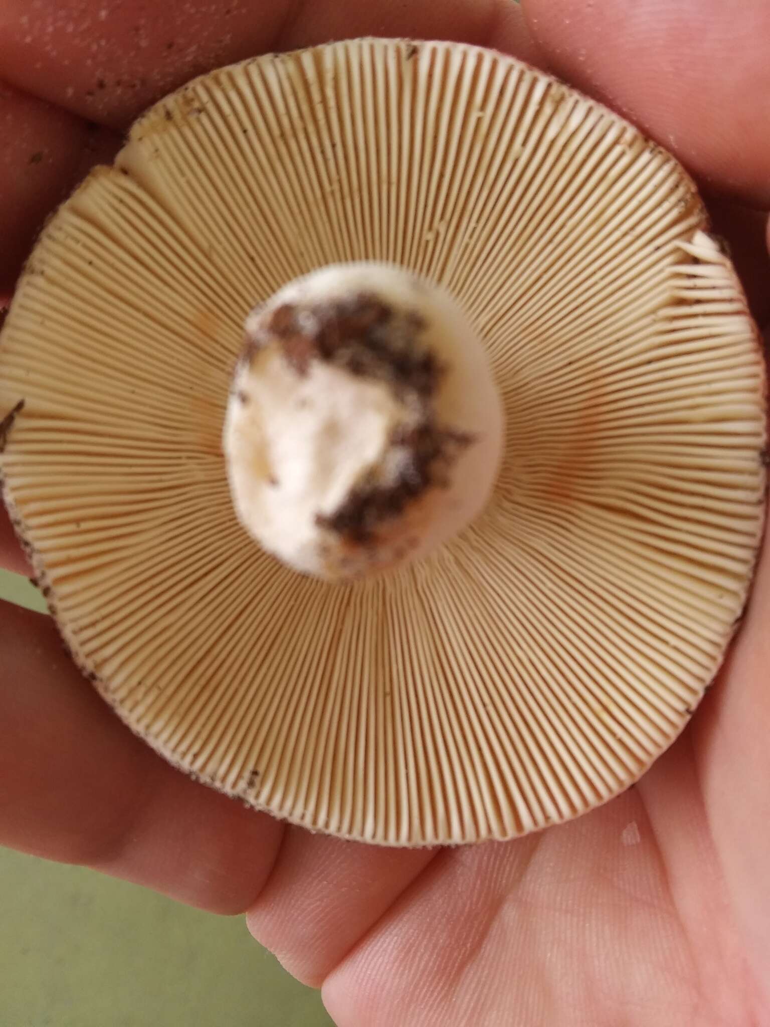 Image of Russula betularum Hora 1960