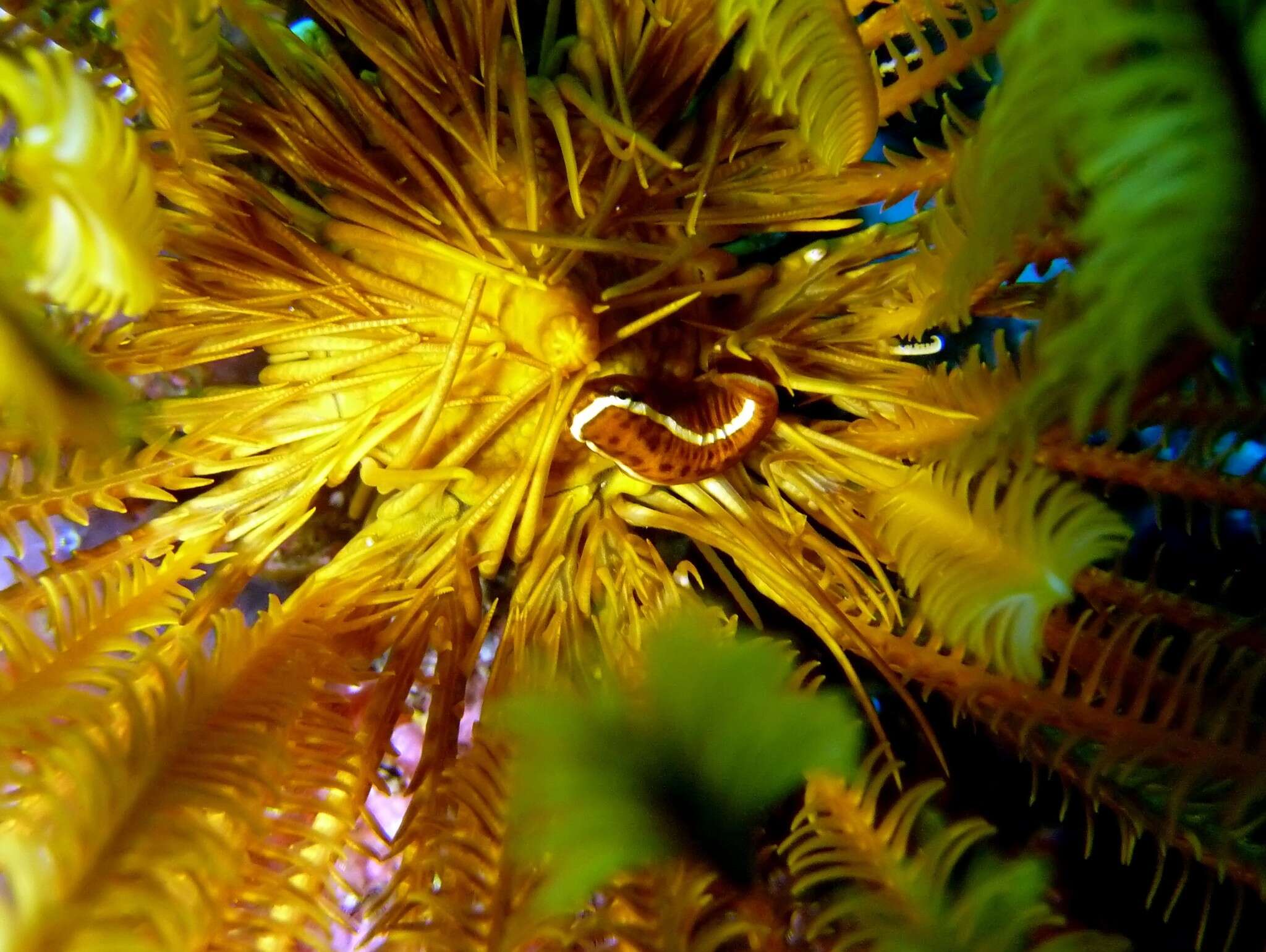 Image of Oneline clingfish