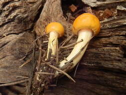 Image of Hygrophorus siccipes A. H. Sm. & Hesler 1954