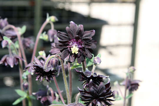 Image of fan columbine