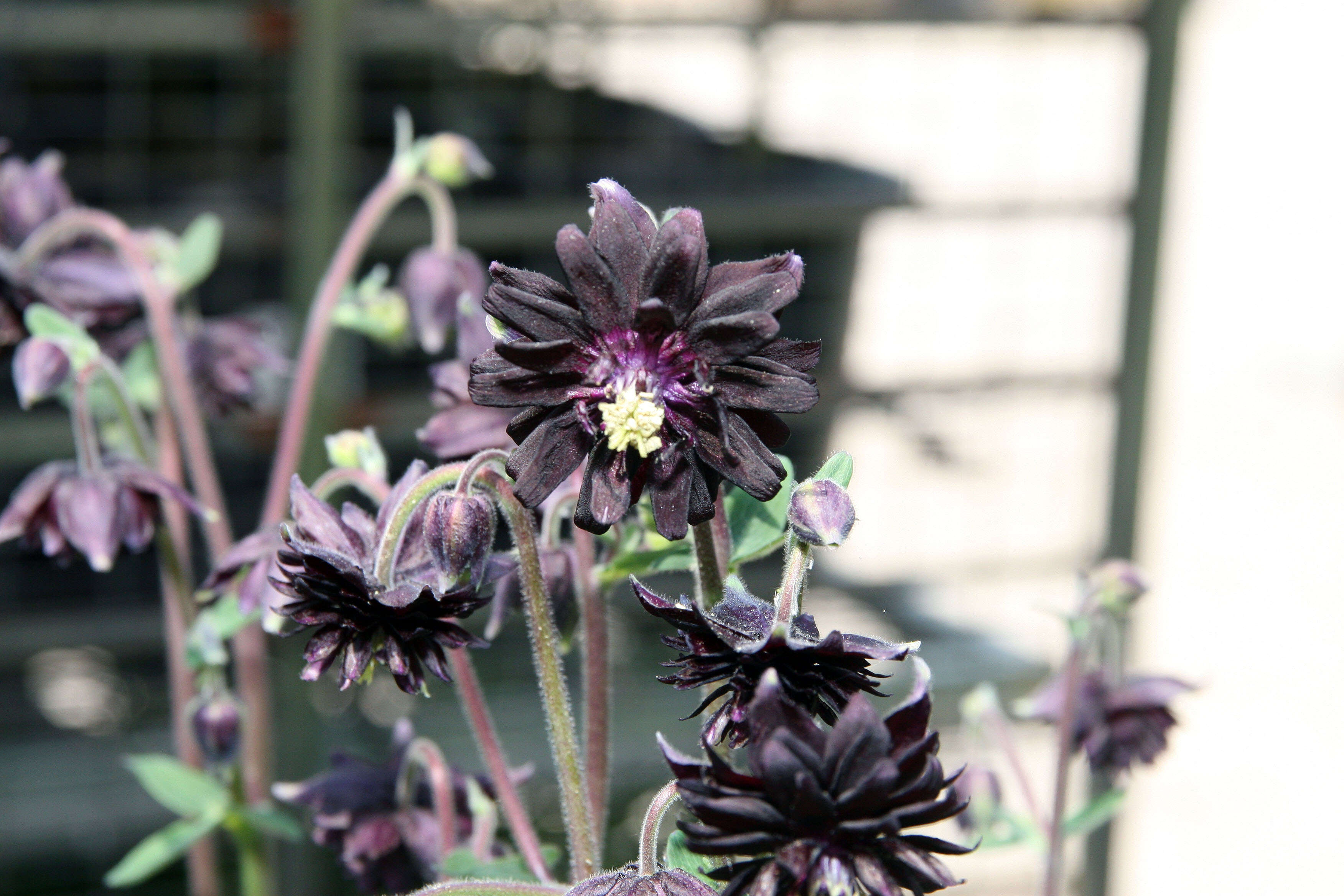 Image of fan columbine