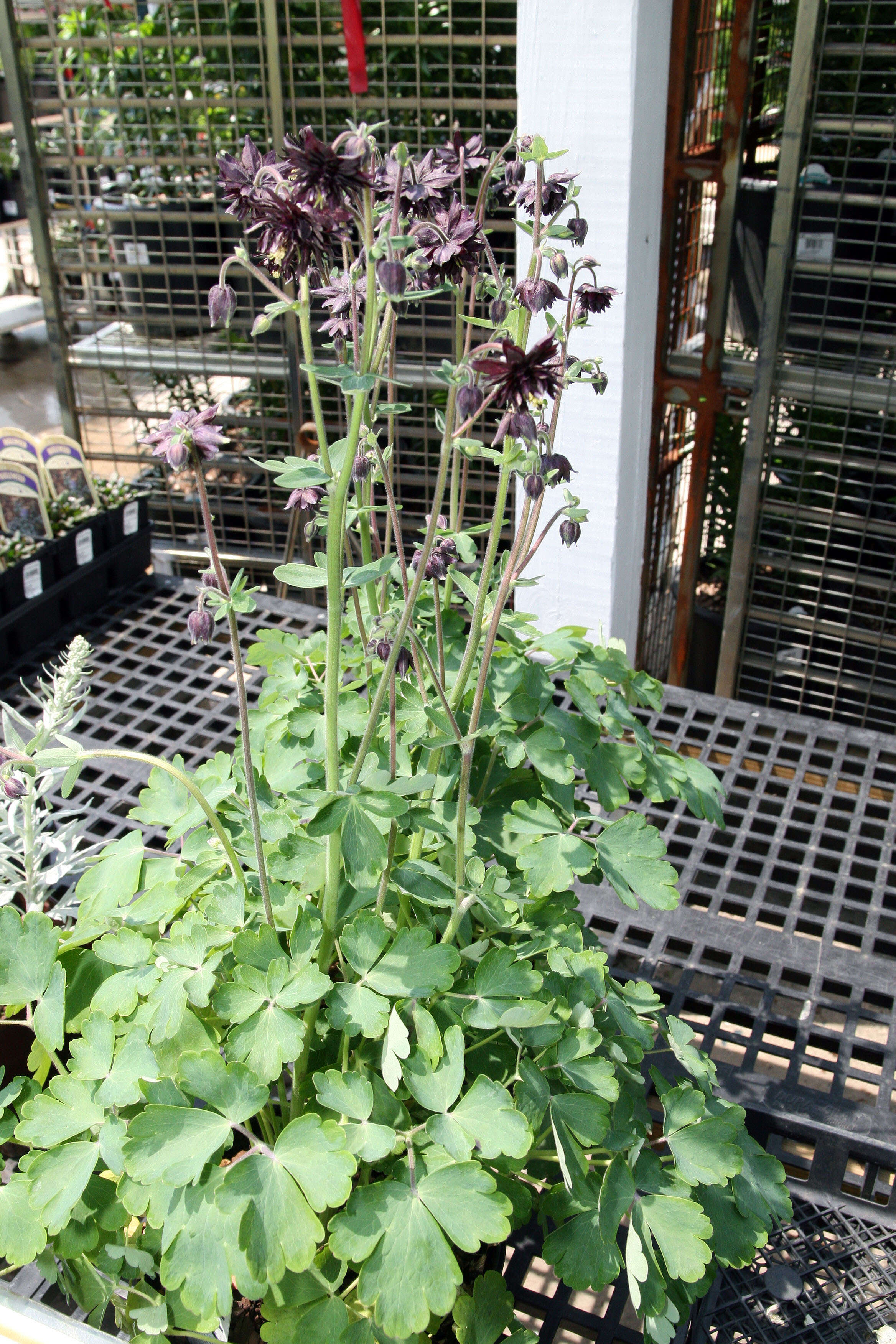 Image of fan columbine