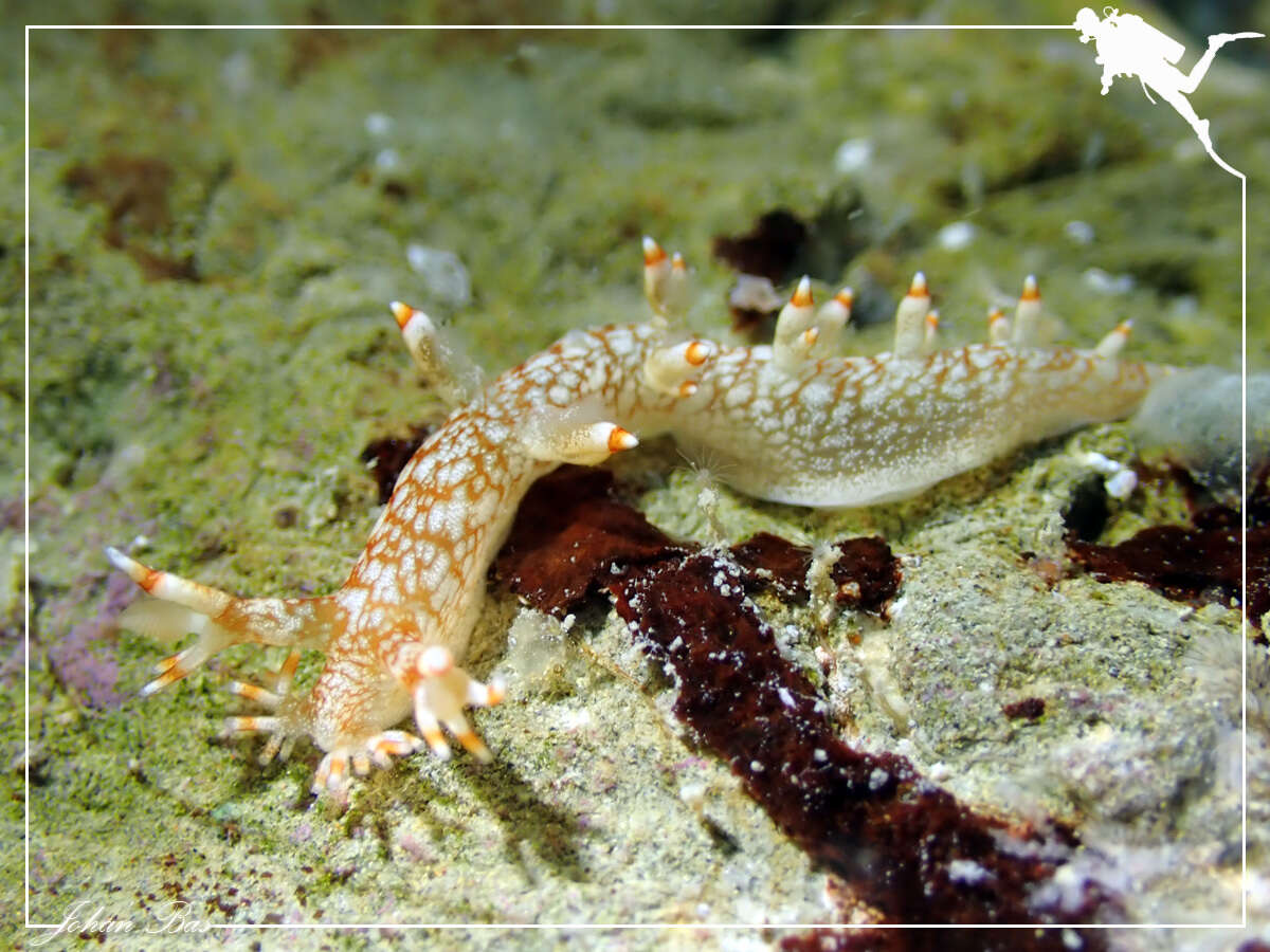 Image of Bornella stellifera (A. Adams & Reeve)