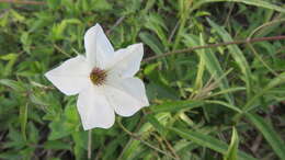 صورة Petunia axillaris (Lam.) Britton