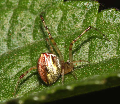 Image of Theridion pyramidale L. Koch 1867