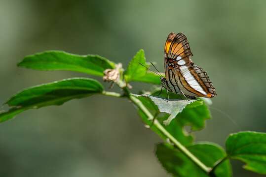 Image of Adelpha serpa serpa