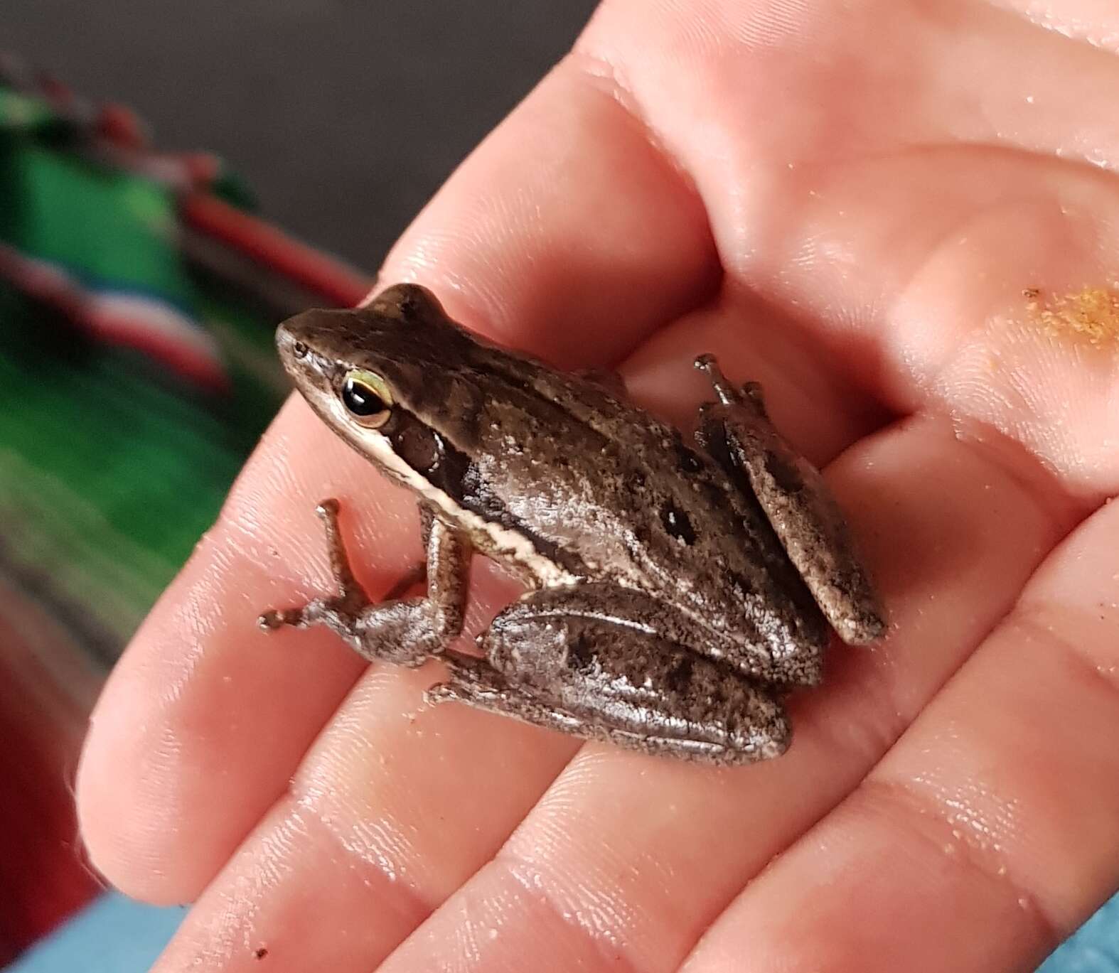 Image de Litoria adelaidensis (Gray 1841)