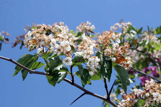 Image of green hawthorn