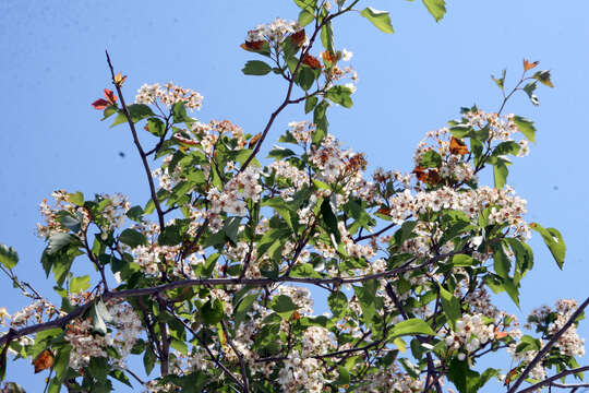 Image of green hawthorn