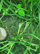 Image de Trifolium stoloniferum Muhl.