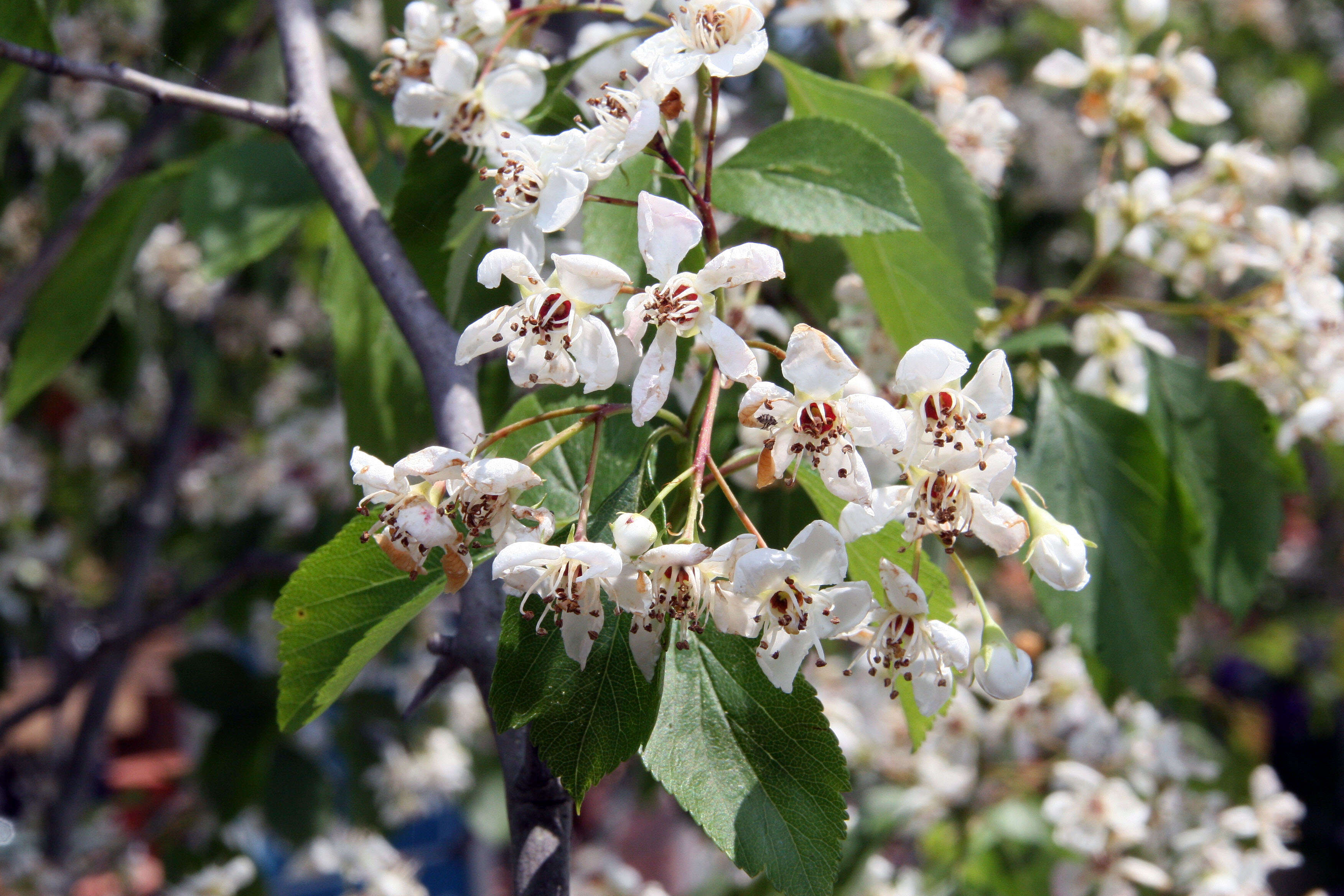 Image of green hawthorn