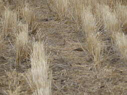 Image of Smith's Longspur