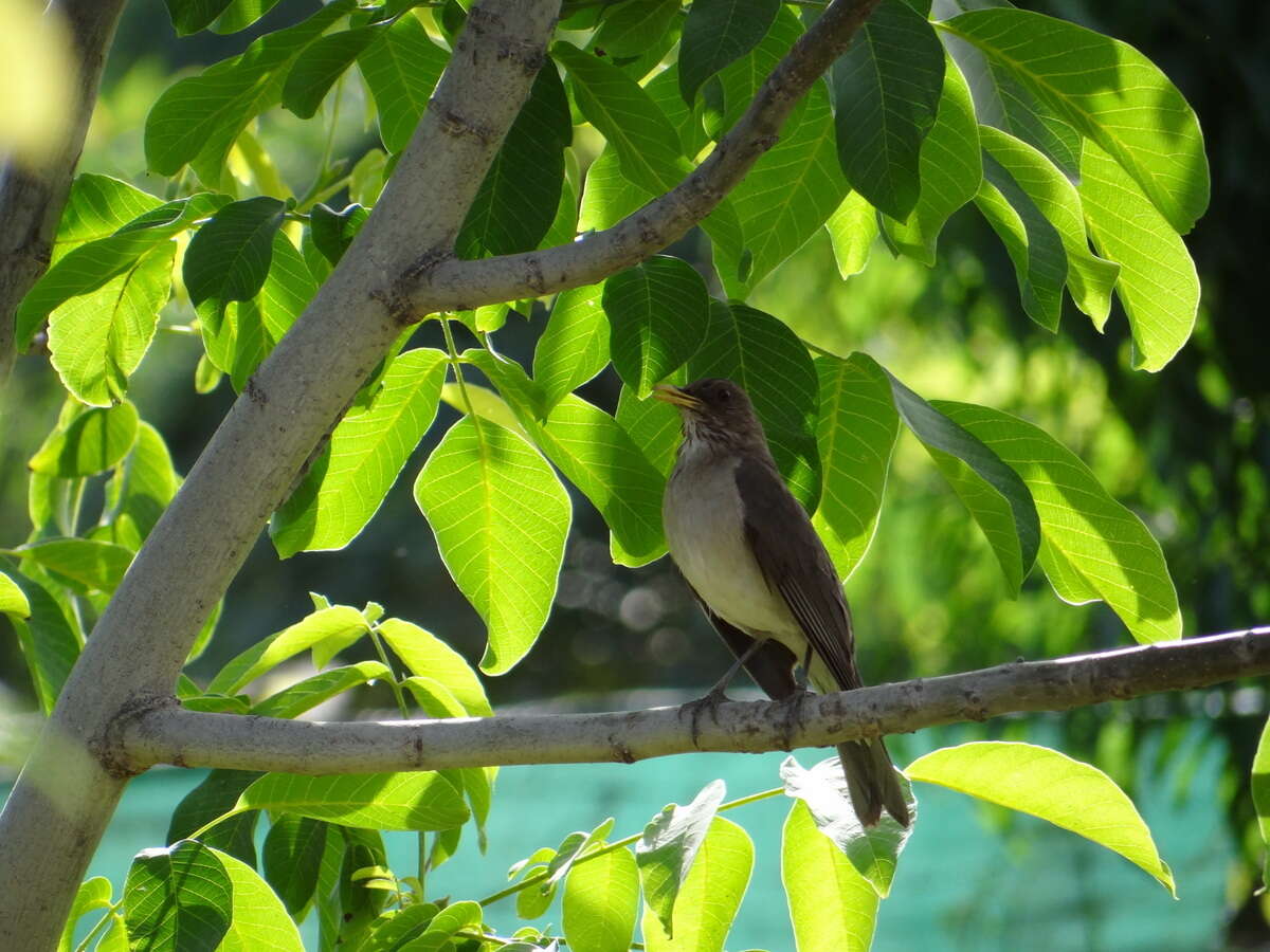 Image of Creamy-bellied Thrush