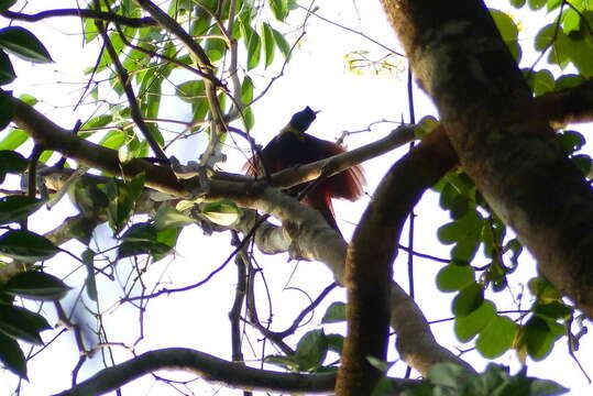 Image of Red Bird-of-Paradise