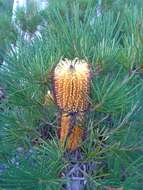 Imagem de Banksia spinulosa Sm.