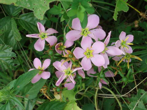 Imagem de Sabatia angularis (L.) Pursh