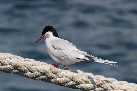 Image of South American Tern