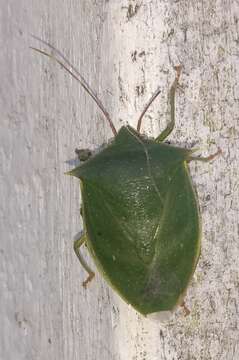 Image of <i>Loxa virescens</i>