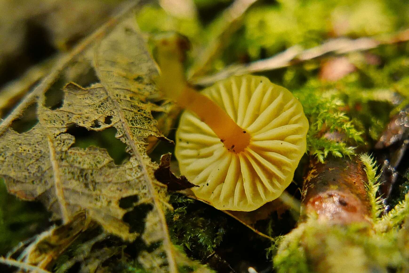 Image of Hygrocybe parvula (Peck) Murrill 1916