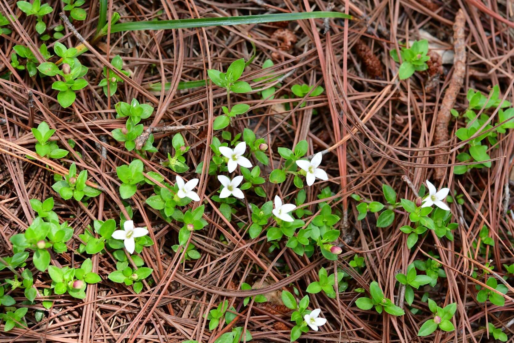 Image of Arcytophyllum serpyllaceum (Schltdl.) Terrell