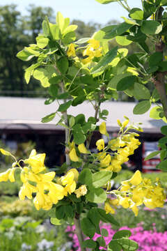 Image of Common Laburnum