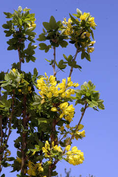 Image of Common Laburnum