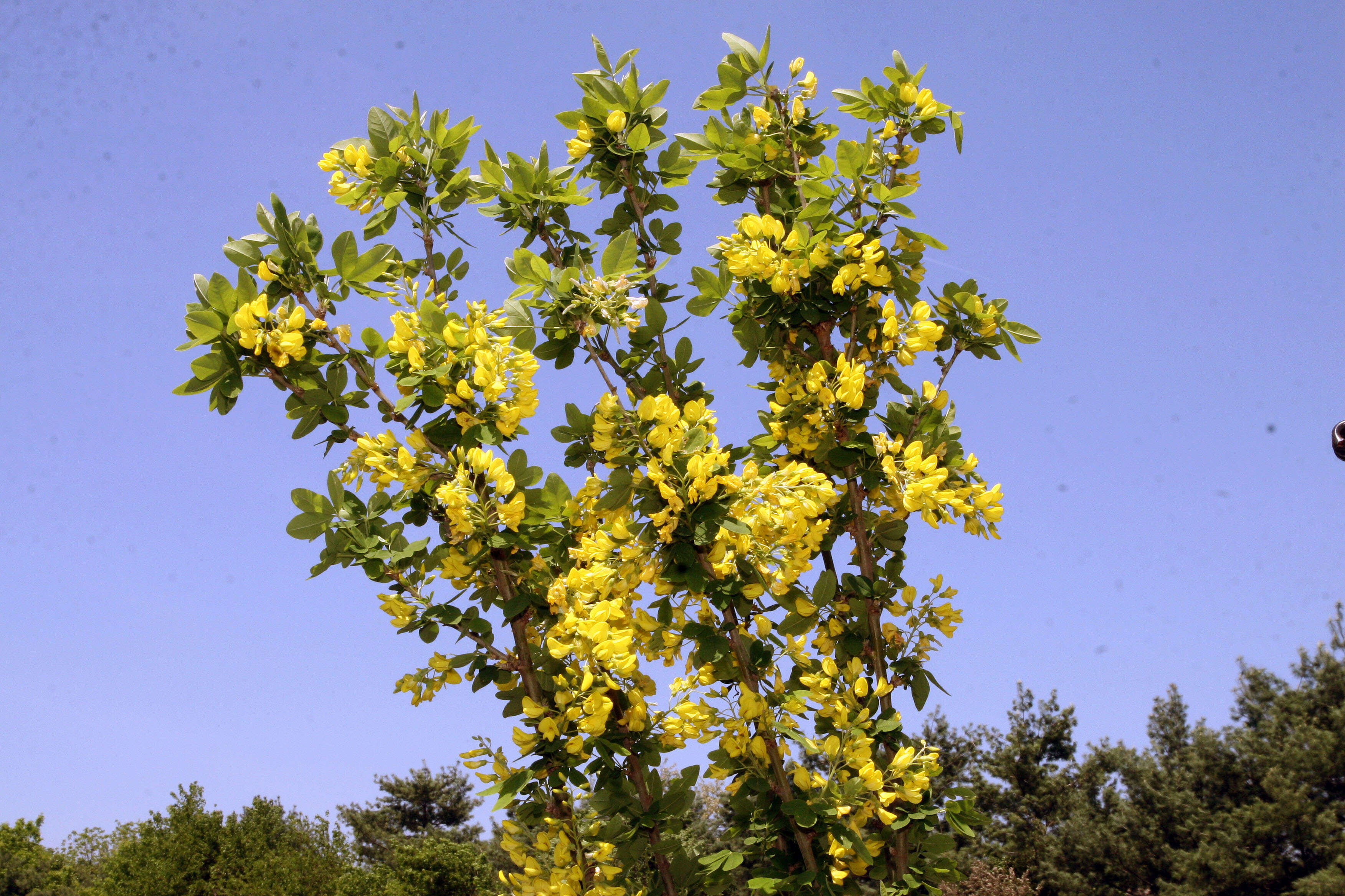 Image of Common Laburnum