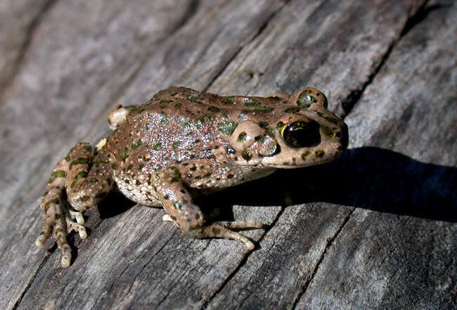 Image of Barbarophryne Beukema, de Pous, Donaire-Barroso, Bogaerts, Garcia-Porta, Escoriza & Arribas et al. 2013