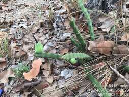 Image of Cereus mirabella N. P. Taylor