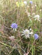 Image de Eryngium integrifolium Walt.