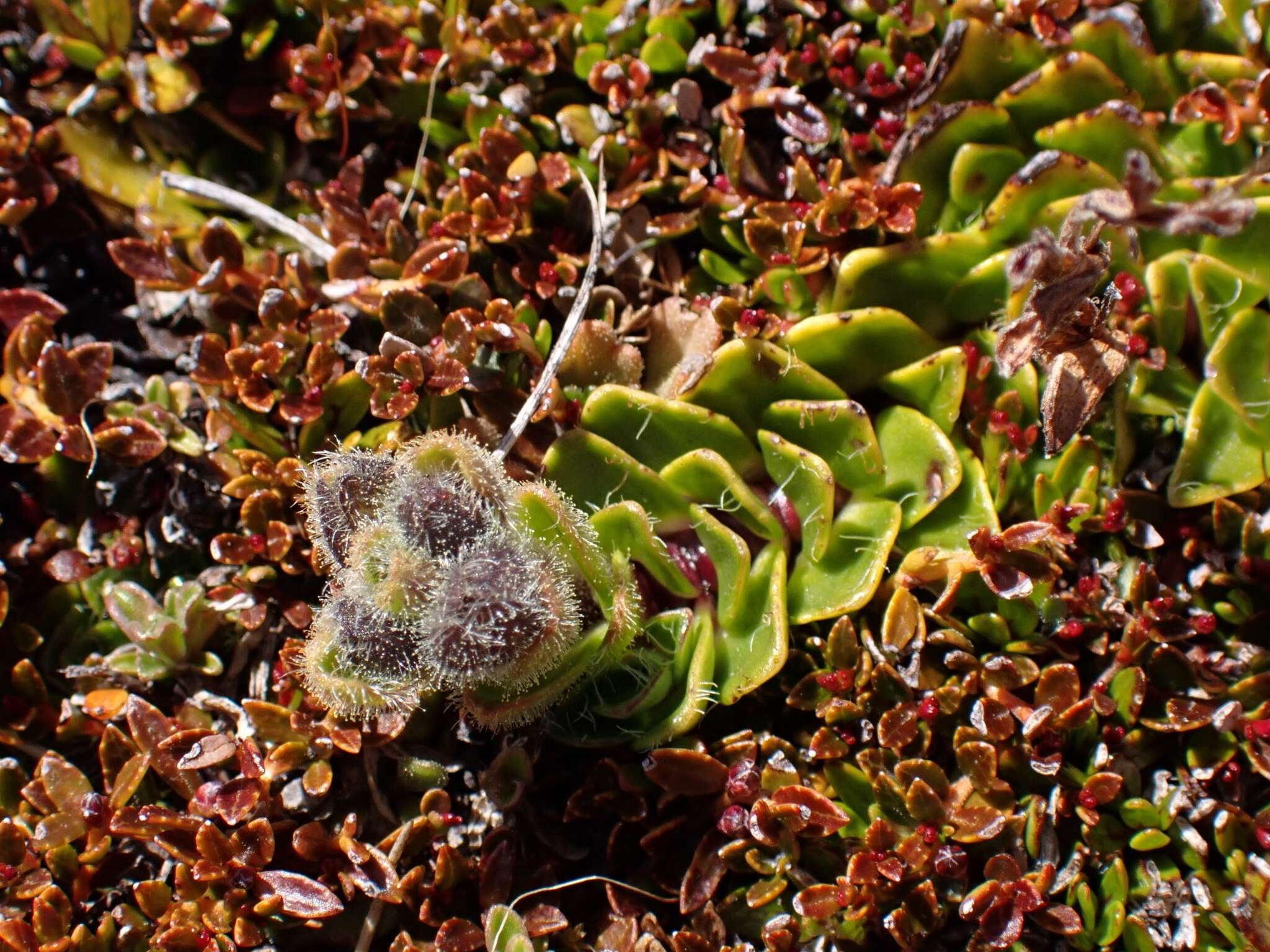 Image of Ourisia glandulosa Hook. fil.