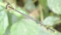 Image of Allocnemis elongata (Hagen ex Selys 1863)