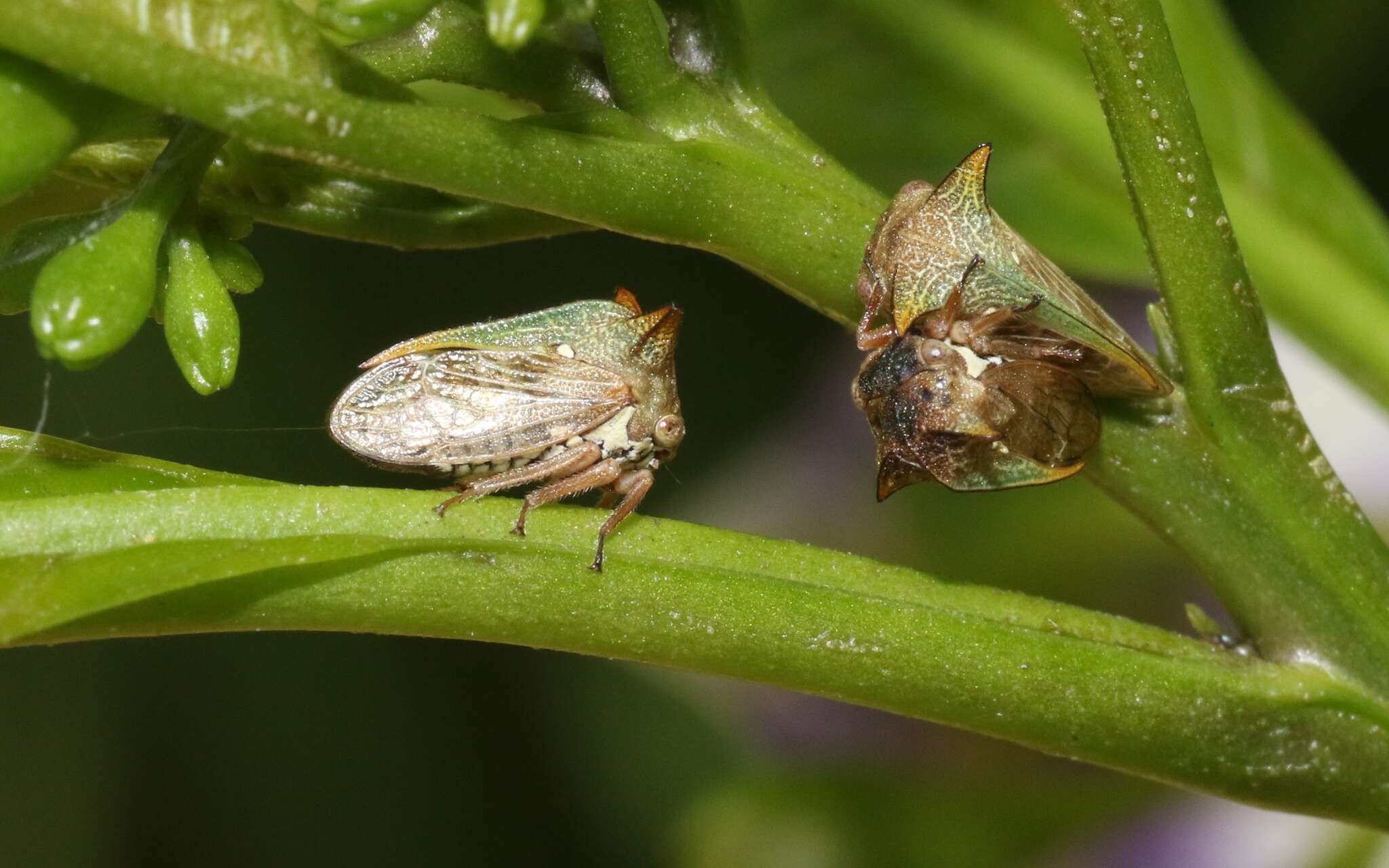 Image of Alosextius carinatus Funkhouser 1927