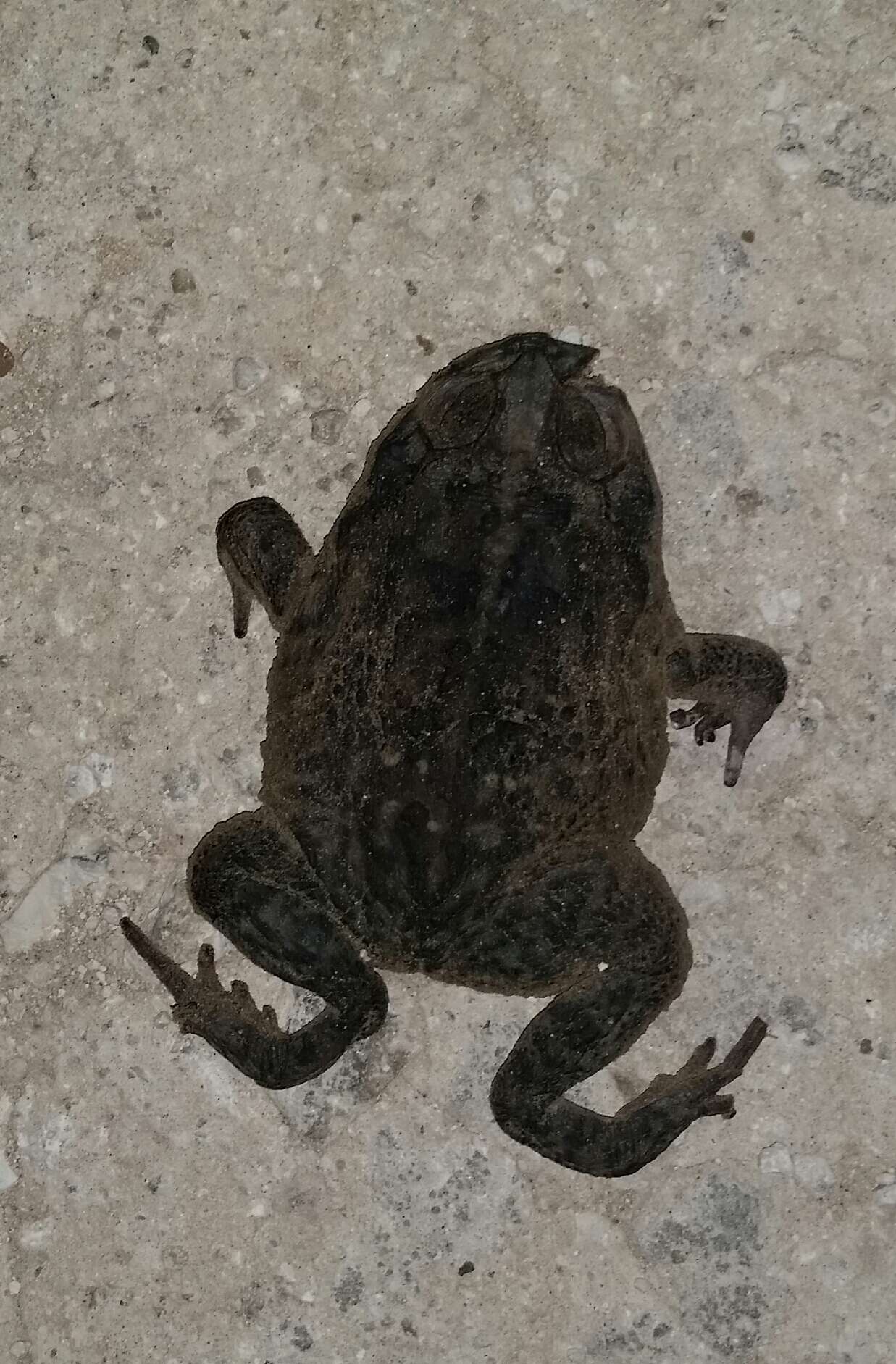 Image of Giant toad