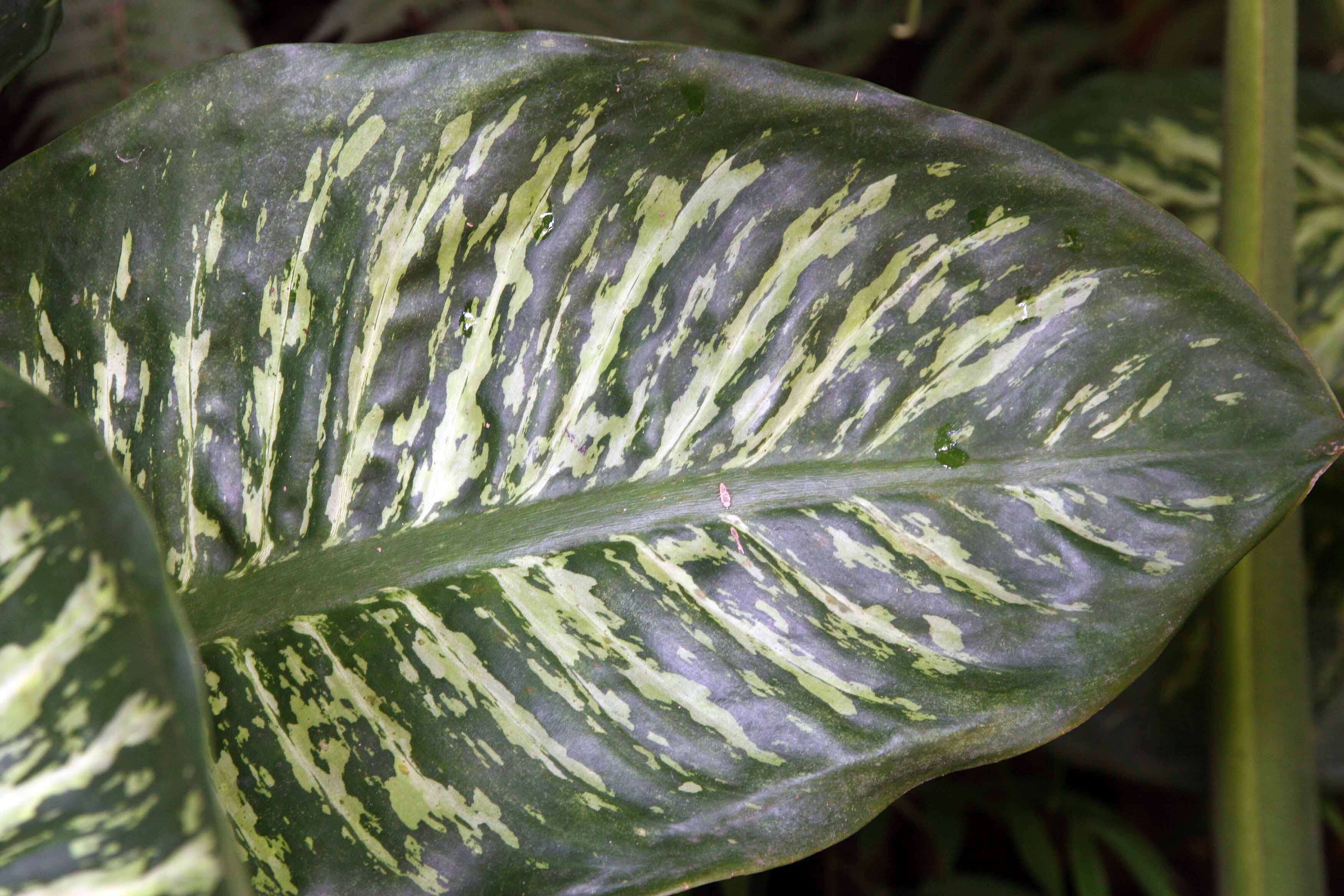 Image of dumbcane