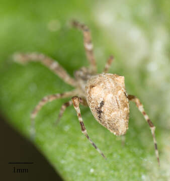 Image of Uloborus diversus Marx 1898