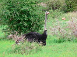 Image of South African Ostrich