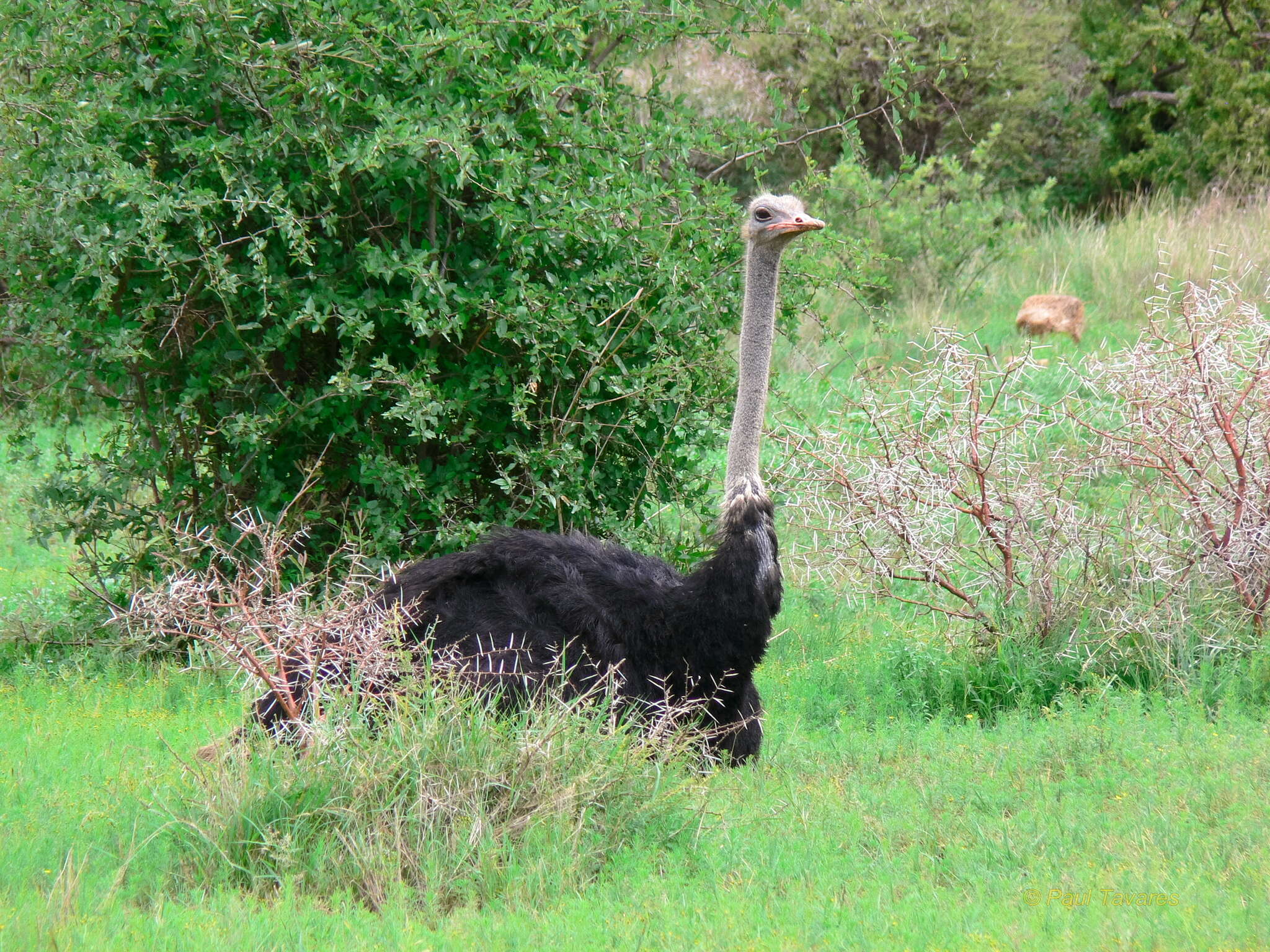 Image of South African Ostrich