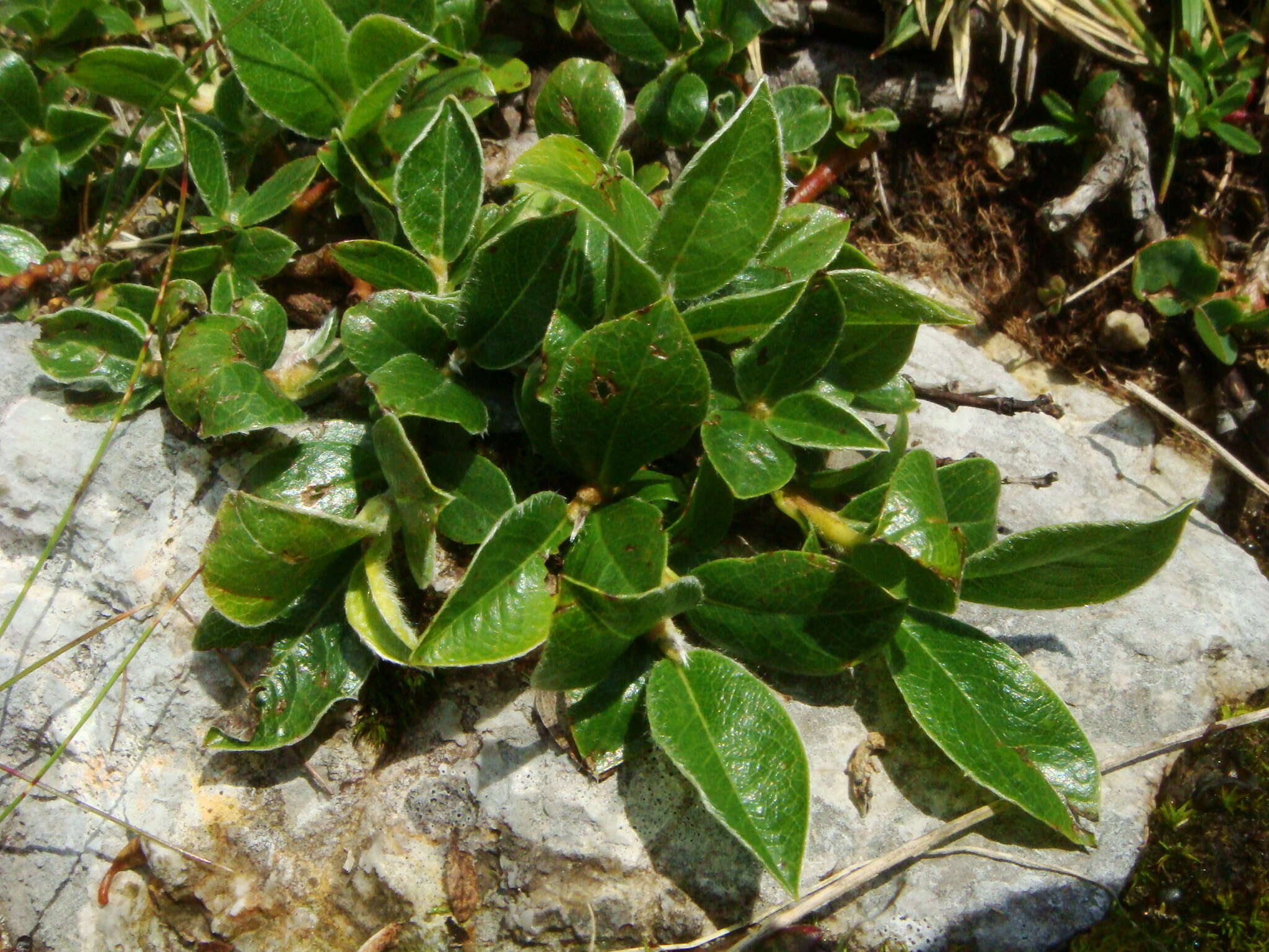 Image of Salix alpina Scop.