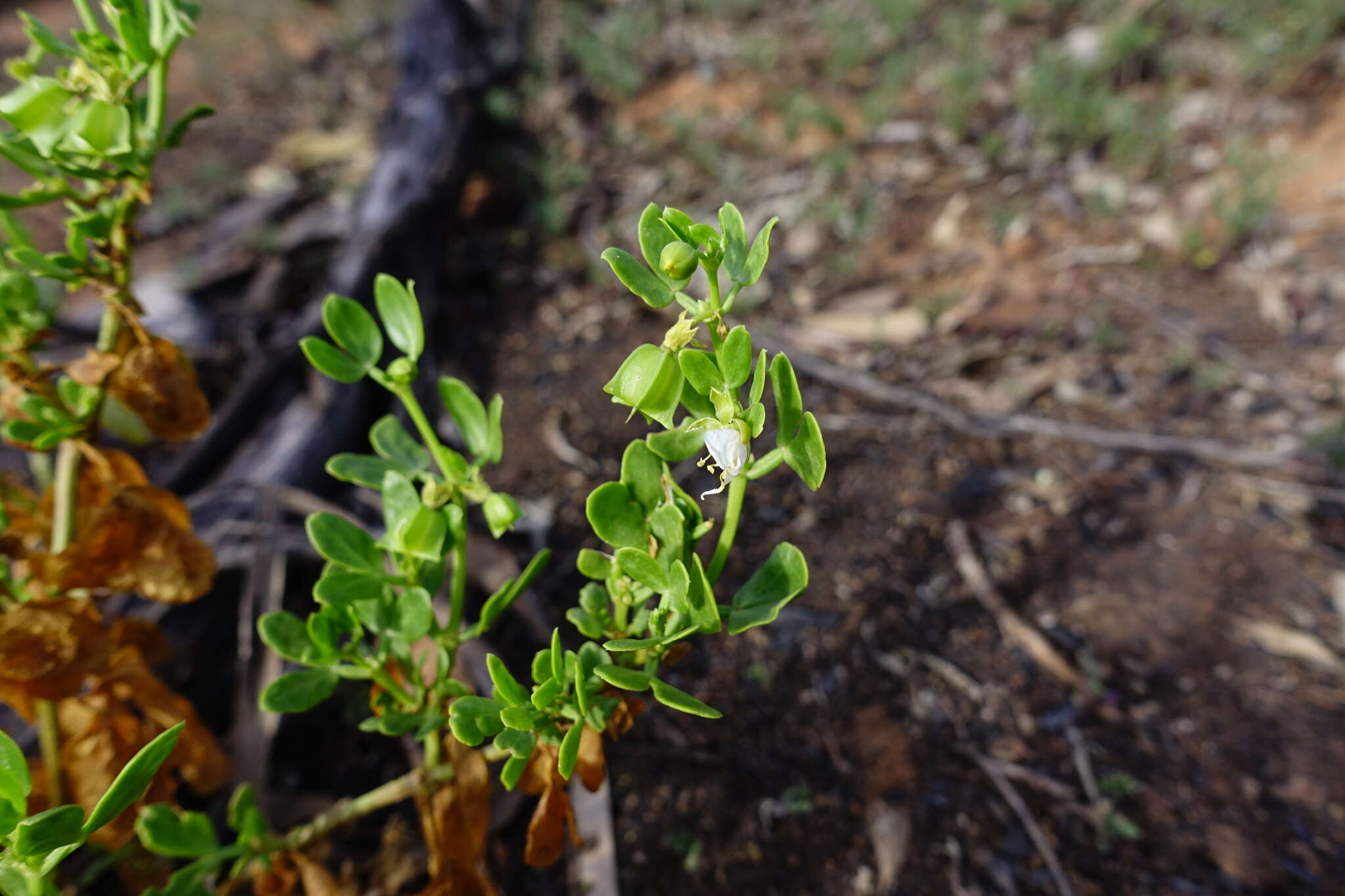 Image of Roepera apiculata (F. Müll.) Beier & Thulin