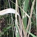 Image of Leaf blight