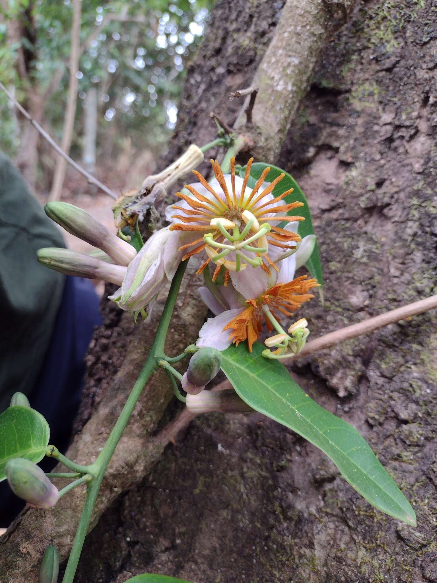 Passiflora cerradensis Sacco的圖片