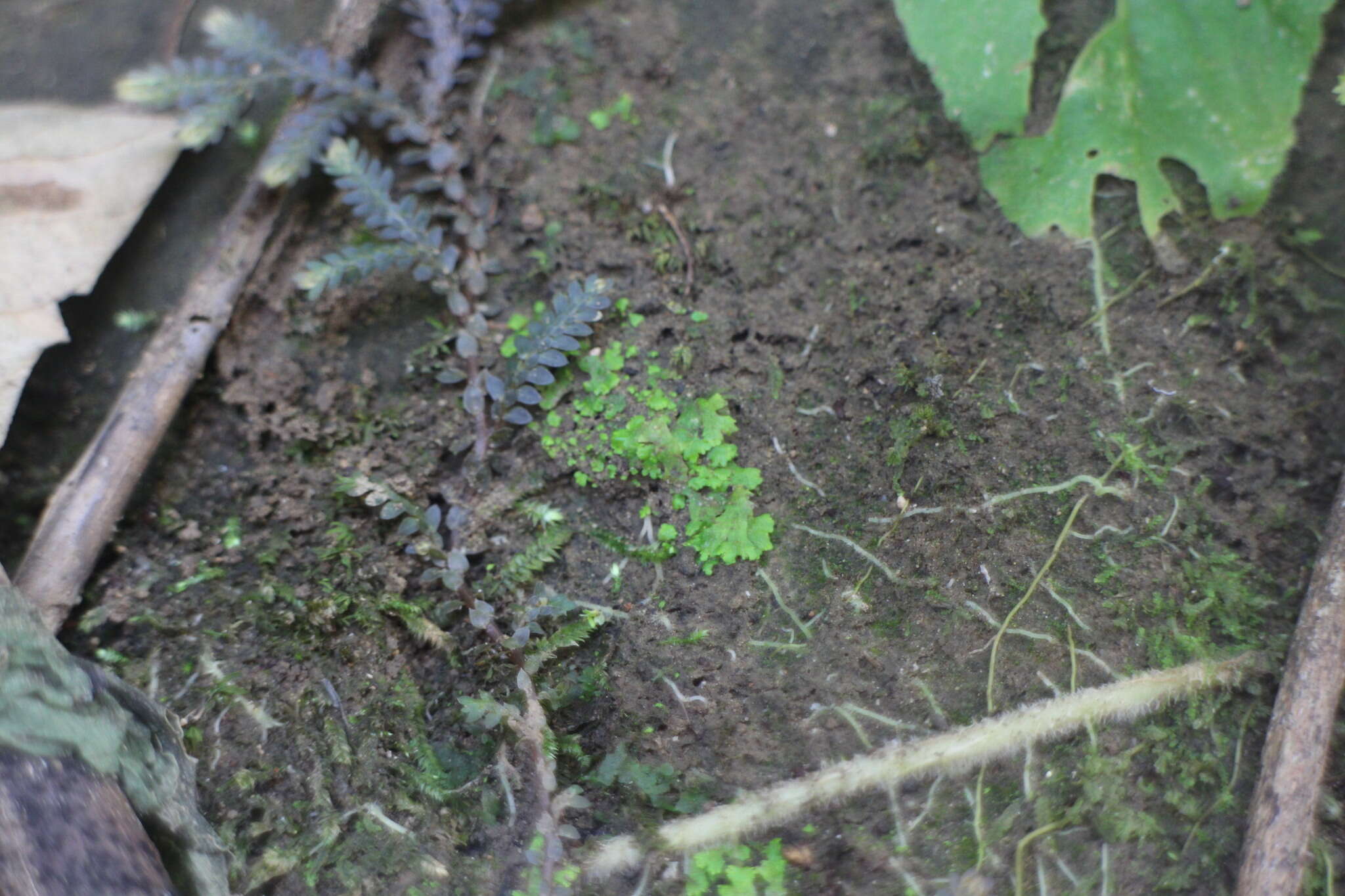 Selaginella devolii H. M. Chang, P. F. Lu & W. L. Chiou resmi