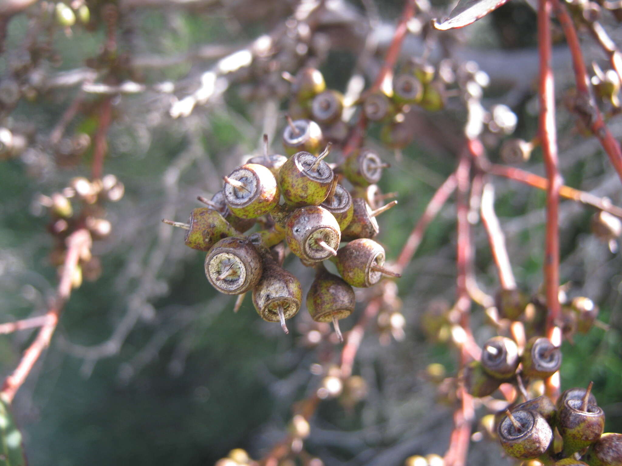 Слика од Eucalyptus oleosa subsp. ampliata L. A. S. Johnson Lf K. D. Hill