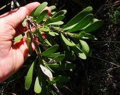 صورة Callistemon pachyphyllus Cheel